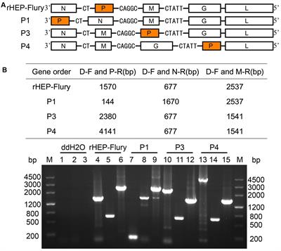 Phenotypic Consequences In vivo and In vitro of Rearranging the P Gene of RABV HEP-Flury